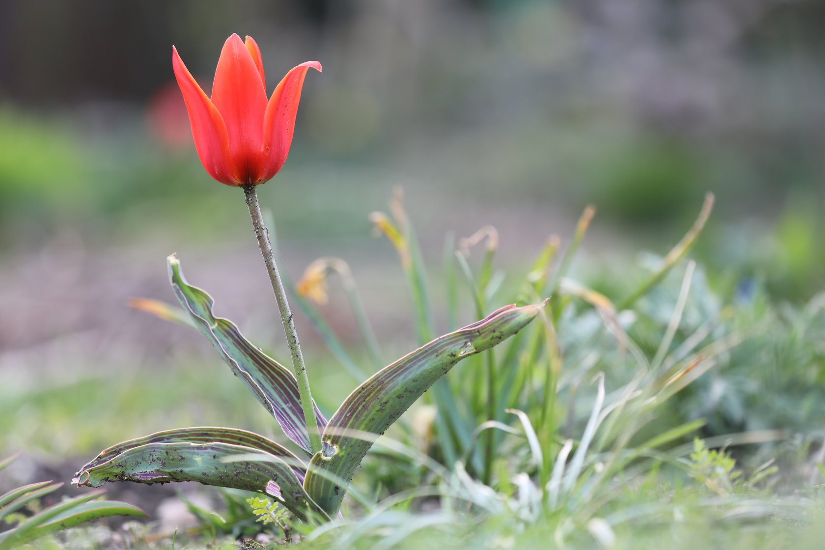 Tulp rood
