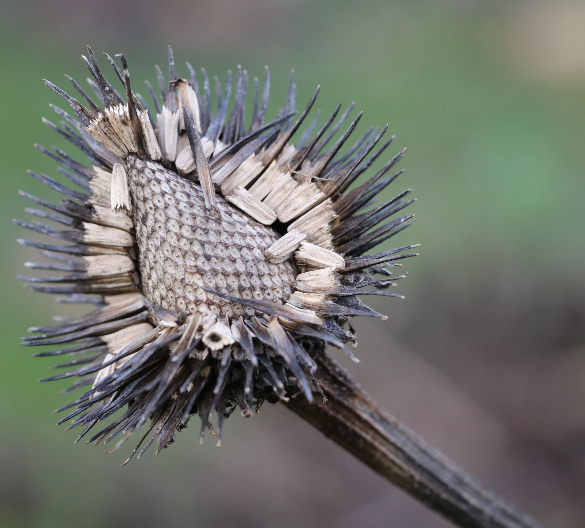 De zonnehoed (Echinacea) laat haar zaden vallen
